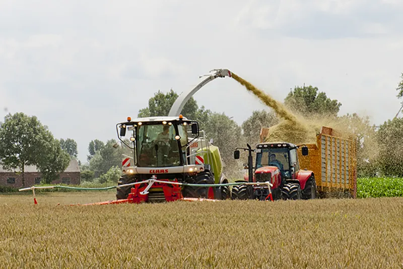 Ein Claas-Feldhäcksler erntet Getreide als Ganzpflanzensilage in einen Häckselwagen hinter einem roten Traktor.