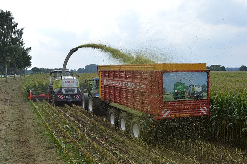 Ein Feldhäcksler häckselt Mais in den roten Häckselwagen von Agrar-Service Strauch.