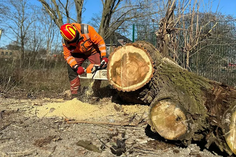 Arbeiter in orangefarbener Schutzkleidung mit Helm sägt mit der Motorsäge einen dicken, am Boden liegenden Baumstamm.