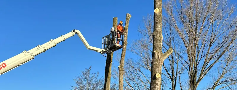 Arbeiter in orangefarbener Kleidung im Korb einer Hubarbeitsbühne zwischen gekappten Baumstämmen vor blauem Himmel.