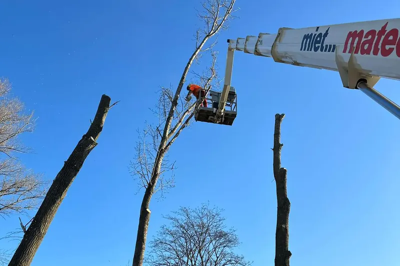 Arbeiter im Korb einer Hubarbeitsbühne schneidet Äste aus einem hohen Baum, daneben gekappte Stämme vor blauem Himmel.
