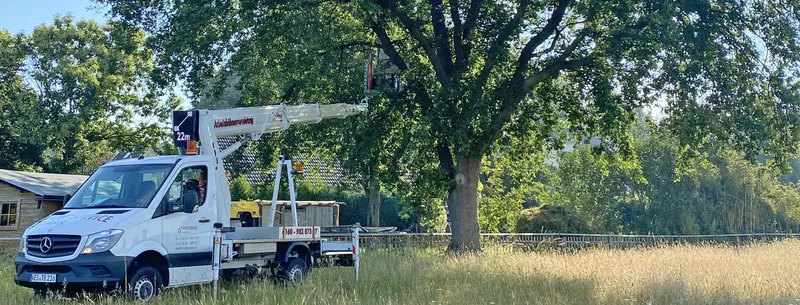 Weißer Transporter mit ausgefahrener Hubarbeitsbühne an einem großen Baum auf einer Wiese, oben im Korb eine Person.