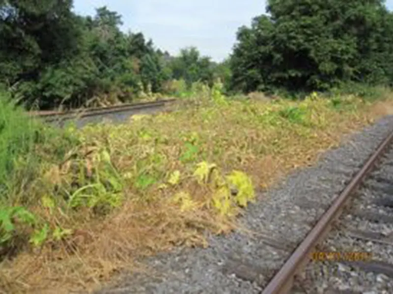 Gleisböschung mit welken, gelblichen großblättrigen Stauden zwischen trockenem Gras, rechts ein Gleis.