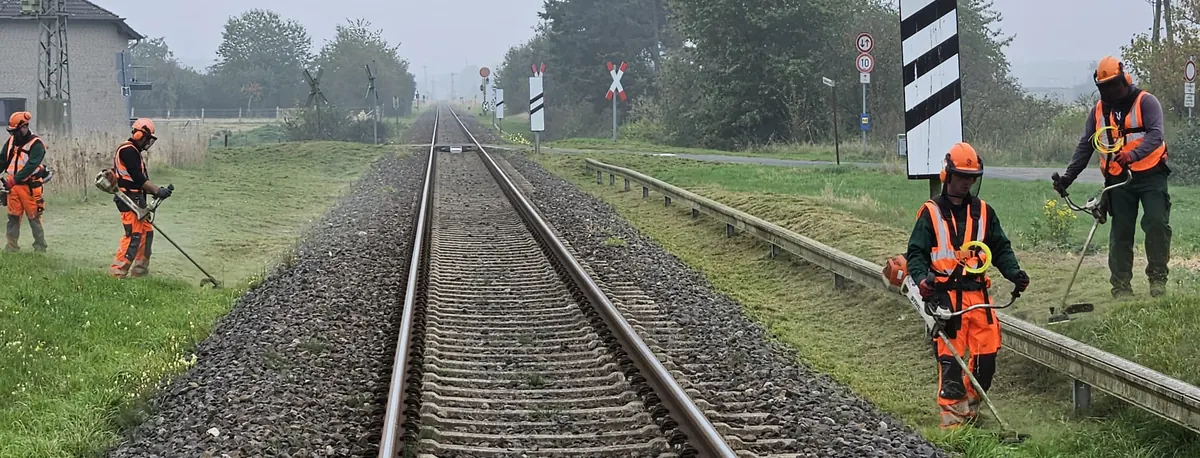 Vier Mitarbeiter in orangefarbener Schutzkleidung mähen mit Freischneidern das Gras neben einem Gleis.