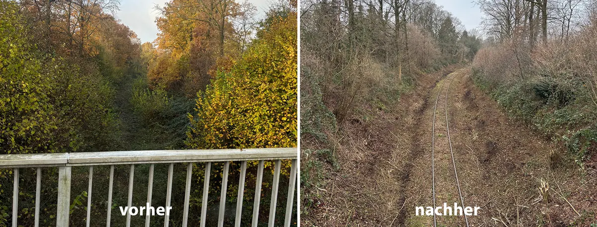Zwei Fotos einer Bahnstrecke von oben, beschriftet mit „vorher“ und „nachher“: Vorher ist das Gleis von Bäumen und Büschen in Herbstfarben zugewachsen, nachher liegt es frei und die Böschungen sind zurückgeschnitten.